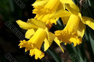 Daffodil