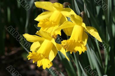Daffodil