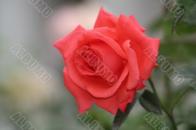 Red Rose