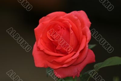 Red Rose