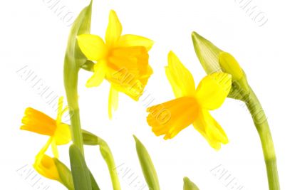 spring