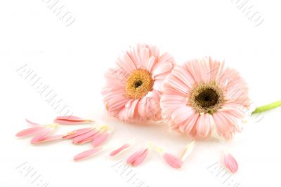pink gerber