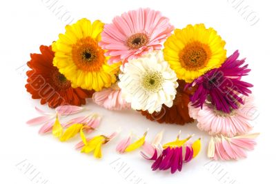 pink red and yellow