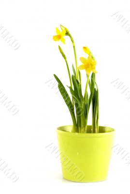 pot with daffodils