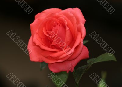 Red Rose