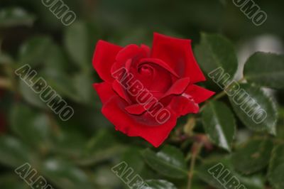 Red Rose