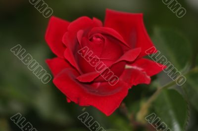 Red Rose