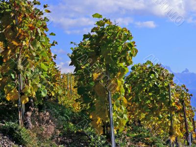 Vineyards of Lavaux, Switzerland