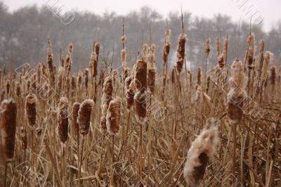 Winter cane