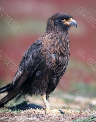 Caracara