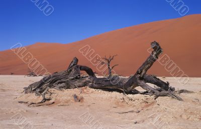 Sand desert