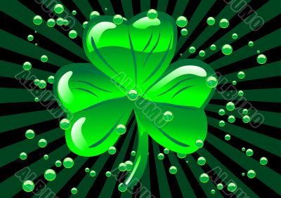 St Patricks shamrock