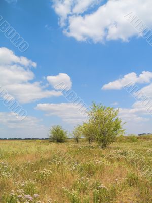 Lonely trees on a field