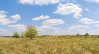 Steppe landscape with tree