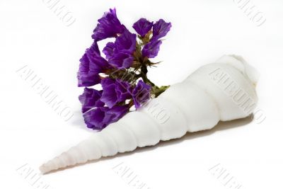 beautiful Seashell isolated on white background