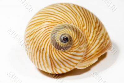 beautiful Seashell isolated on white background