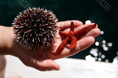 The urchin and starfish in hand