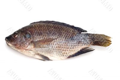 raw fish on white
