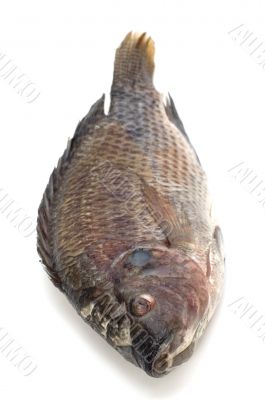 raw fish