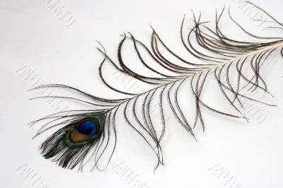 peacock plume
