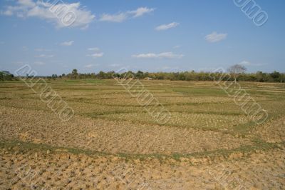 open field,  india