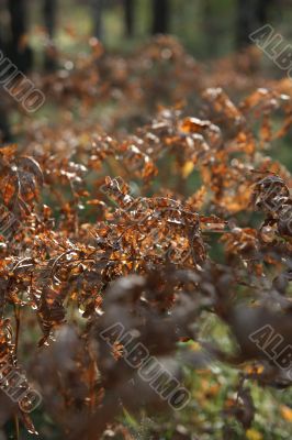 Dry fern.