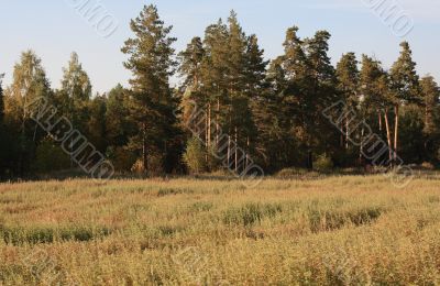 Meadow in autumn wood.