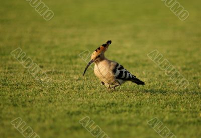 hoopoe