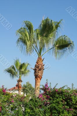 palms