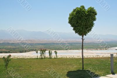 lonely tree