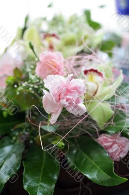 pink carnation