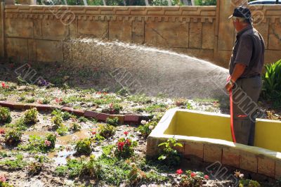 watering