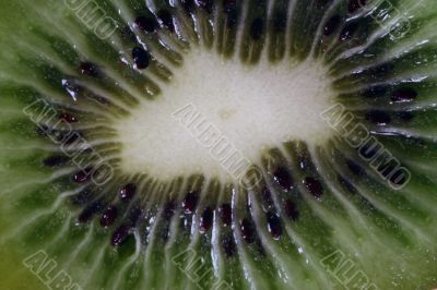 Kiwi isolated in White
