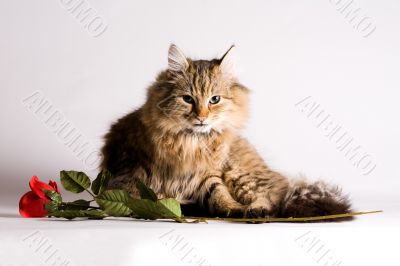 Young angry catfor valentines day