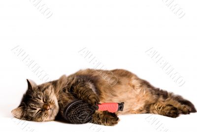 Cat is sleeping with a brush