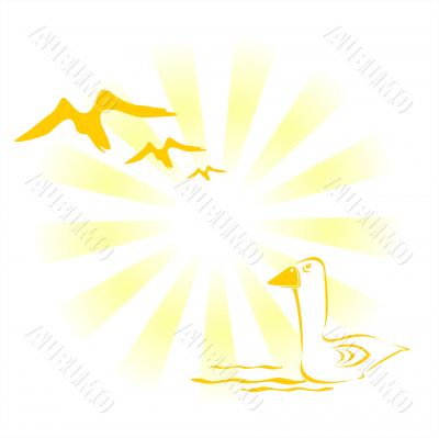 Birds and sun