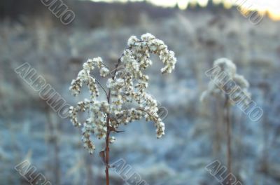 Plant in a snow