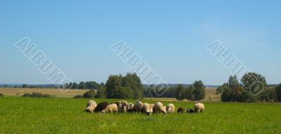 Herd of sheeps