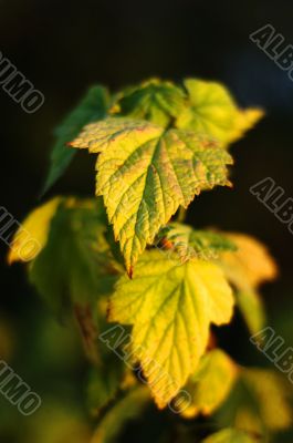 currant