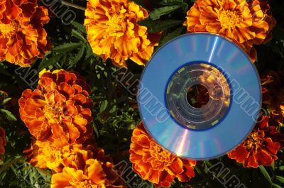 cd and flowers