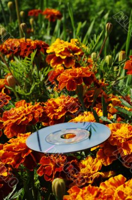 cd and flowers