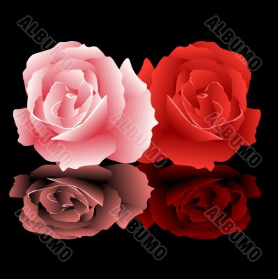 Roses