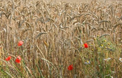 Cornfield