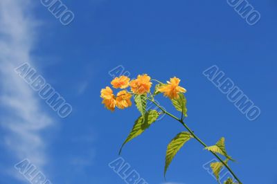 Yellow Flower