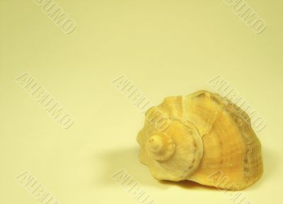 Cockleshell of a mollusc close up