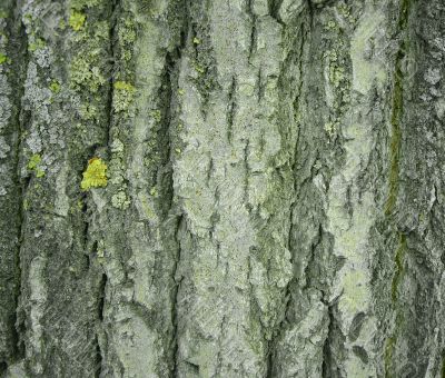 Texture - a bark of an old tree