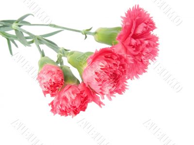 carnations