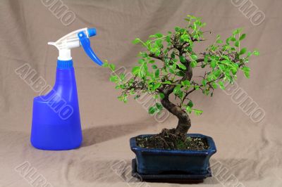 water bonsai