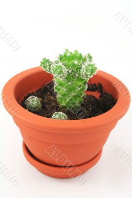 cactus pot