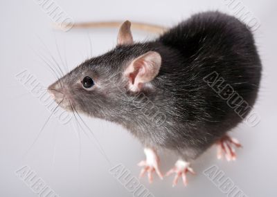 rat